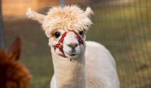 ilustracja do wpisu 
Wycieczka do Zagrody z Alpakami 03.06.2025